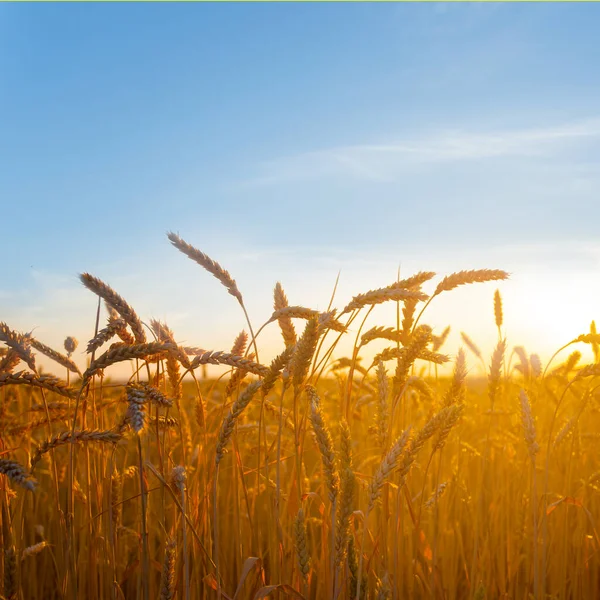 Крупный План Летнего Поля Золотой Пшеницы Закате — стоковое фото