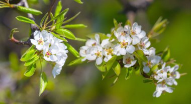 Çiçek açan elma ağacı dalını kapatın.