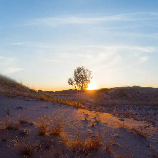 Alleen Boomsilhouet Tussen Zanderige Prairie Bij Zonsondergang — Stockfoto