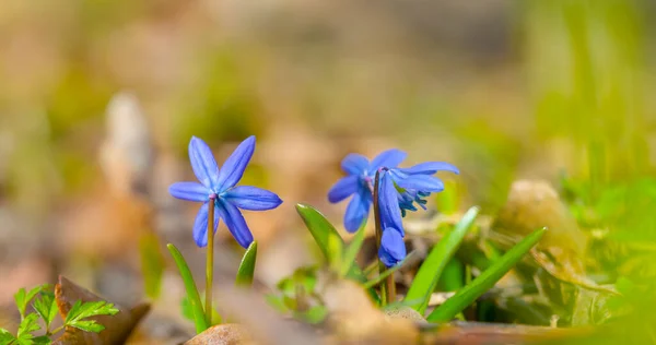 Mooie Blauwe Sneeuwdruppel Bloemen Bos Glade Lente Seizoensgebonden Natuurlijke Achtergrond — Stockfoto