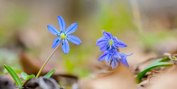 Hermosas Flores Nieve Azul Claro Del Bosque Fondo Natural Temporada — Foto de Stock