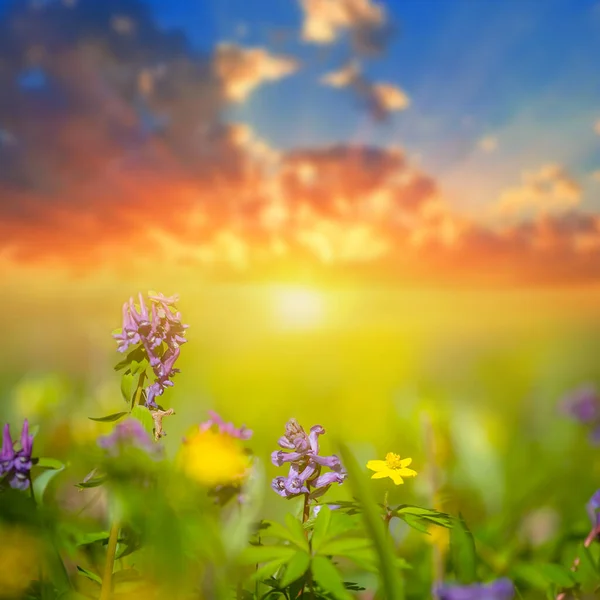 Divoké Prérie Květiny Dramatickém Pozadí Západu Slunce — Stock fotografie