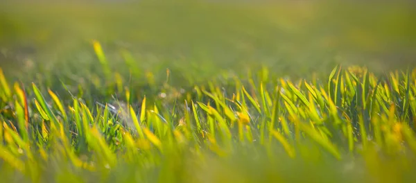 Closeup Green Grass Prairie Natural Outdoor Background — Stock Photo, Image