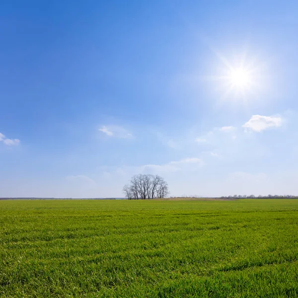 日当たりの良い春の農業の背景に一本の木がある広い緑の田園地帯 — ストック写真
