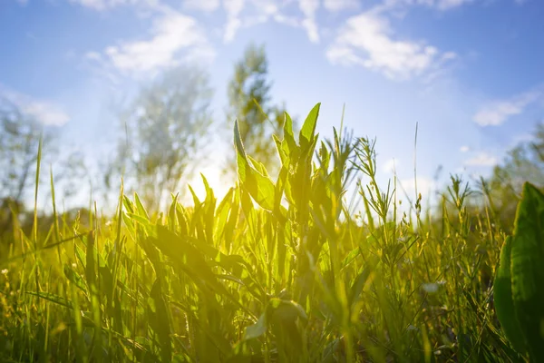 Зеленая Лесная Поляна Свете Утреннего Солнца — стоковое фото