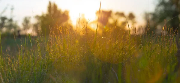Крупный План Луговой Травы Раннем Утреннем Солнечном Свете Открытый Естественный — стоковое фото