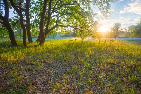 Yeşil Orman Sabah Güneşinin Işığında — Stok fotoğraf