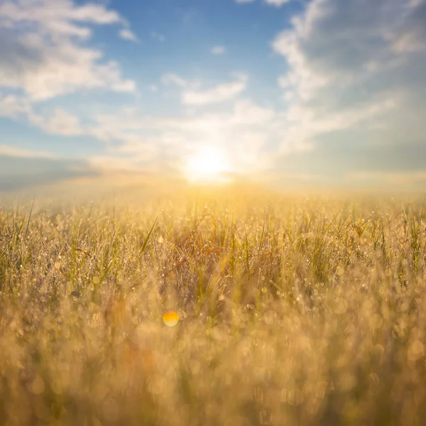 Крупный План Луговой Травы Раннем Утреннем Солнечном Свете Открытый Естественный — стоковое фото