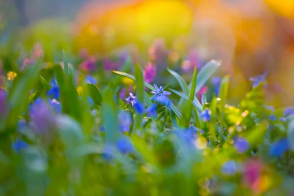 Claro Bosque Cubierto Flores Silvestres Varicolores Hermoso Fondo Primavera Aire — Foto de Stock