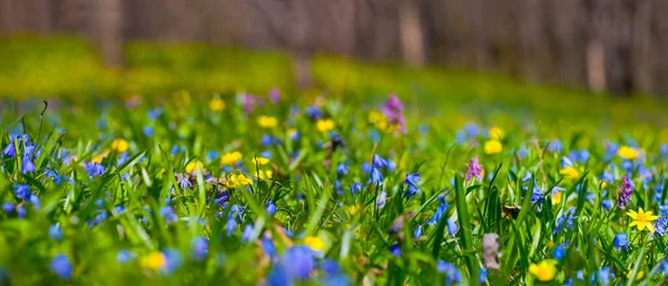 Orman Açıklığı Varisli Yabani Çiçeklerle Kaplıdır Güzel Bir Açık Bahar — Stok fotoğraf