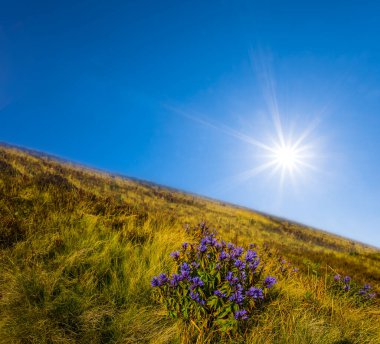 Yaz güneşli bir günde çiçeklerle dolu yamaçta.