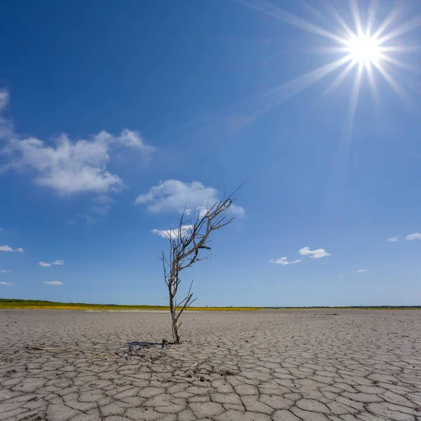 Alone Dry Tree Branch Stay Cracked Saline Land Hot Sunny — Stock Photo, Image