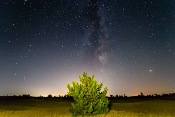 Kleiner Kiefernbaum Sandiger Wüste Unter Sternenhimmel Schöne Nächtliche Außenlandschaft — Stockfoto