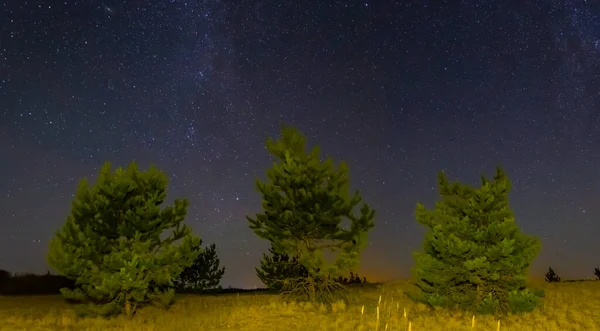 Kleine Dennenbomen Zandwoestijn Onder Sterrenhemel Prachtig Nachtelijk Buitenlandschap — Stockfoto