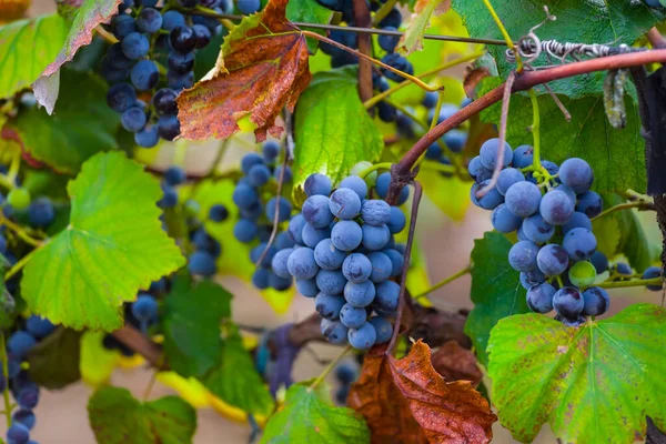 Closeup Bunch Grapes Leaves Summer Agricultural Background — Stock Photo, Image