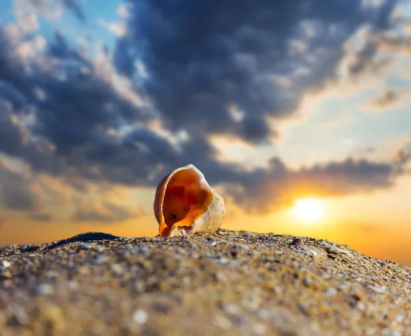 日落时在沙滩上的近景空壳 — 图库照片