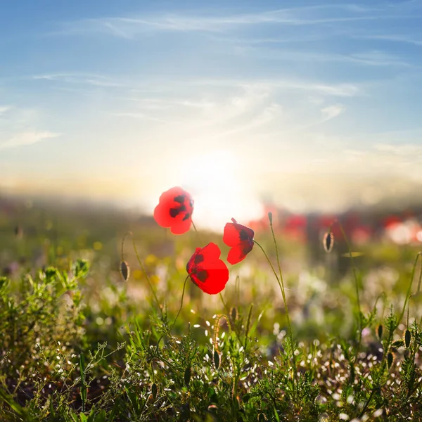 Zbliżenie Czerwony Mak Kwiaty Zielonej Prerii Zachodzie Słońca — Zdjęcie stockowe