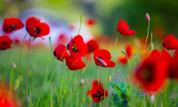 Närbild Röda Vallmo Blommor Grön Prärie — Stockfoto