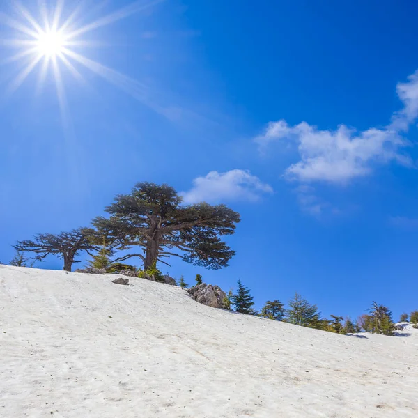Árvore Cedro Enorme Monte Snowbound Inclinação Sob Sol Cintilante — Fotografia de Stock
