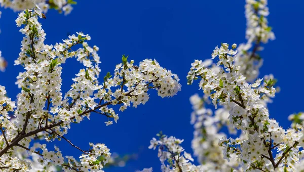 青い空に咲くリンゴの木春の田園風景 — ストック写真