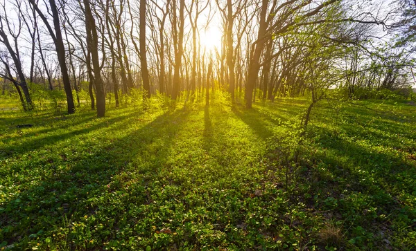 Зелений Ліс Світлі Вечірнього Сонця — стокове фото