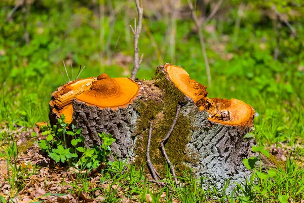 Közeli Csonk Erdőben Természetes Erdőirtás Jelenet — Stock Fotó