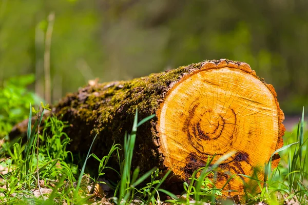 Großaufnahme Baumstamm Liegt Auf Waldlichtung — Stockfoto
