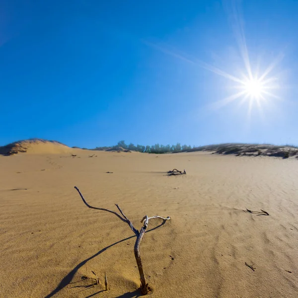 Brede Zandwoestijn Hete Zomer Zonnige Dag — Stockfoto