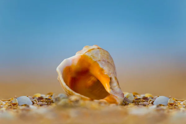 Closeup Άδειο Θαλάσσιο Κέλυφος Βρίσκεται Στην Αμμώδη Παραλία — Φωτογραφία Αρχείου