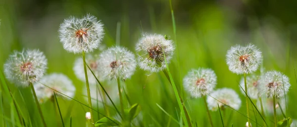 特写堆白色蒲公英花在绿草中 夏季野花背景 — 图库照片