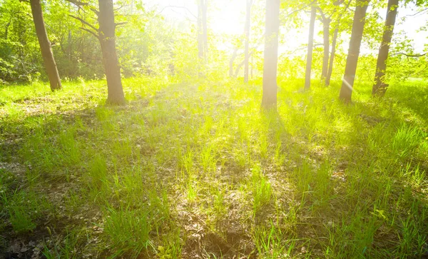 Літній Ліс Галявина Світлі Іскрового Сонця — стокове фото