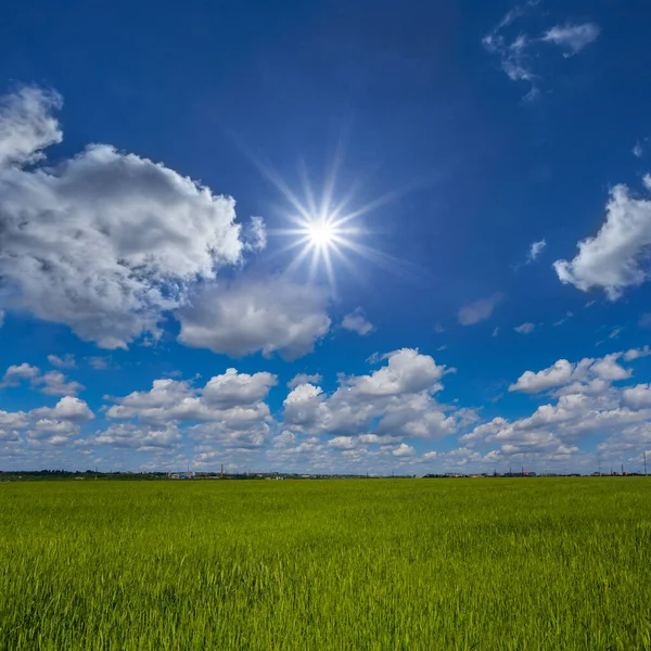 Yazın Yeşil Kırsal Alan Güneşli Gün Yazın Tarım Endüstrisi Arka — Stok fotoğraf