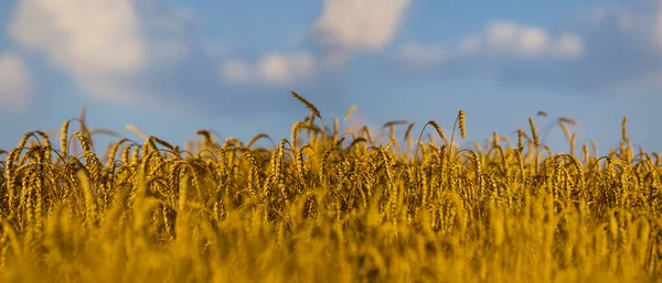 Крупный План Золотого Пшеничного Поля Летний День Сельское Хозяйство Фон — стоковое фото