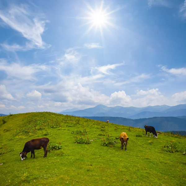 Brown Cow Herd Graze Mountain Summer Sunny Day — Stock Photo, Image