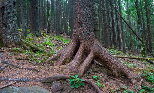 Lähikuva Kuusen Valtavia Juuria Metsässä — kuvapankkivalokuva