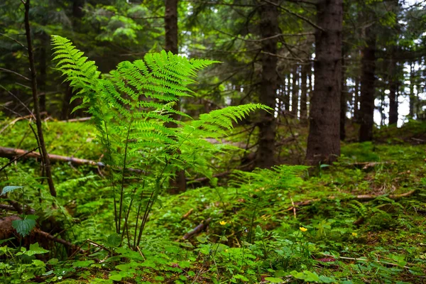 Closeup Fern Bush Forest — Stock Photo, Image