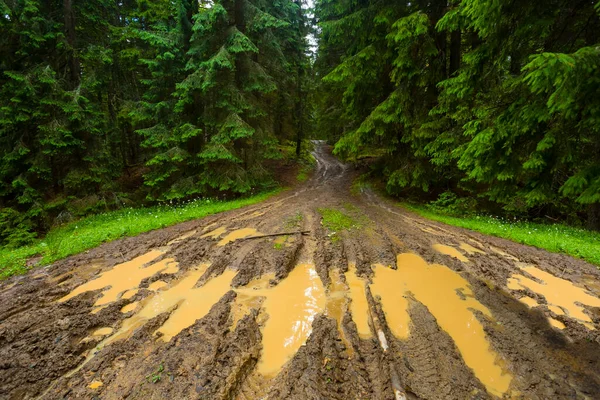 Rural Ground Road Mud Fir Forest — Stock Photo, Image
