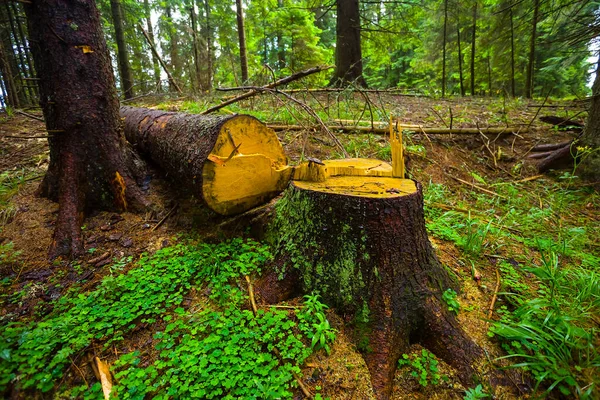 Kasa Kuusen Runko Sijaitsee Kesällä Metsässä — kuvapankkivalokuva