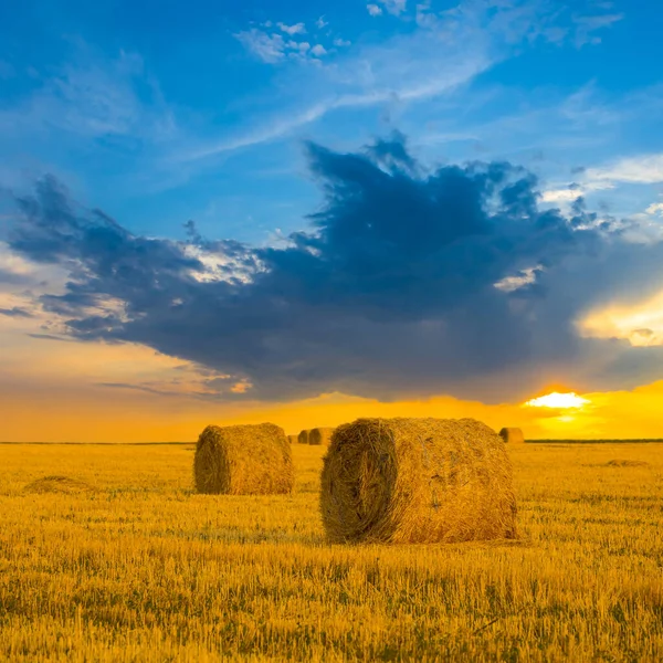 Letní Pšeničné Pole Sklizni Západ Slunce — Stock fotografie