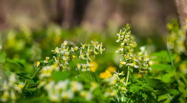 Çiçeklerle Kaplı Yaz Ormanı Mevsimlik Çiçek Arka Planı — Stok fotoğraf