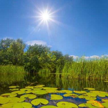 Yazın güneşli bir günde sahilde ormanı olan küçük bir nehir.