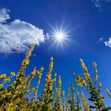 Işıl ışıl güneş ışığında vahşi çayır çiçekleri