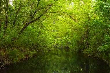 Yoğun yeşil ormanın arasında küçük sakin bir nehir akıntısı