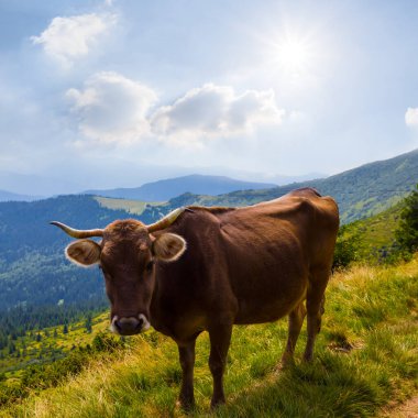Kahverengi inek güneşli bir günde dağda otlar.