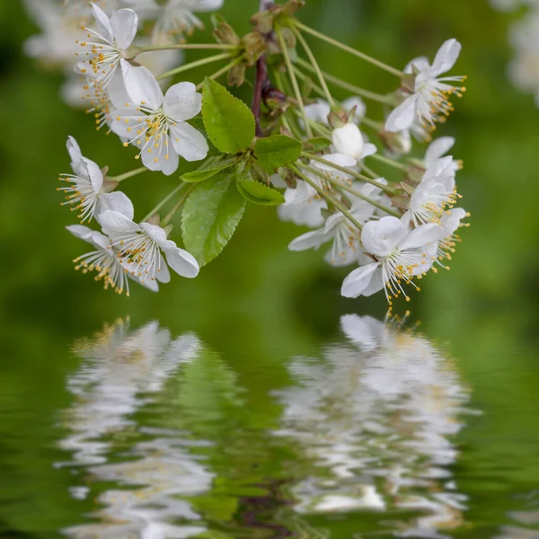 Closeup Cherry Tree Branch Blossom Reflected Water Beautiful Spring Natural — Stock Photo, Image