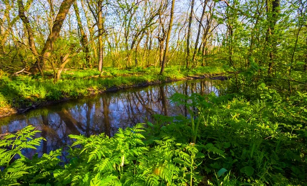 Malý Klidnější Průtok Lese Jarní Venkovní Sezónní Krajina — Stock fotografie