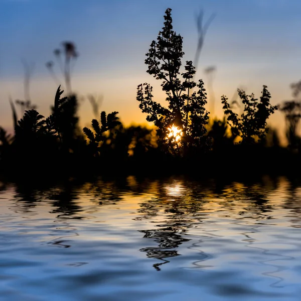 草原の草のシルエットは日没時の水に反映され — ストック写真