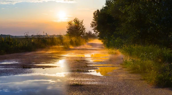 Mokra Droga Asfaltowa Przez Las Świetle Wieczornego Słońca — Zdjęcie stockowe