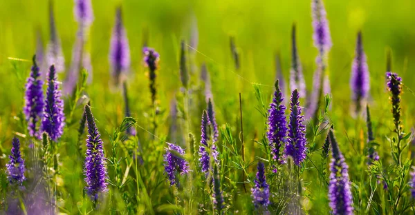 Yaz Yeşili Çayır Kır Çiçekleri Güzel Doğal Mevsimlik Arka Plan — Stok fotoğraf