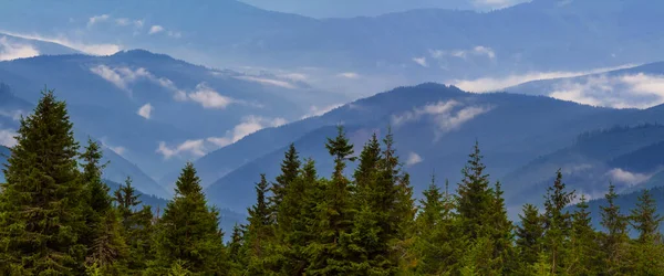 青い霧と雲の中に松林がある山の谷 — ストック写真